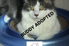 1-BUDDY-Adopted-in-2021