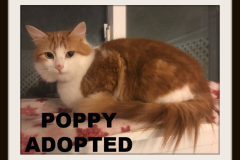 1-Poppy (adopted in 2020)