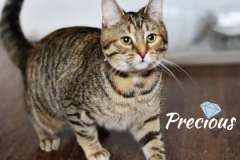 10-Precious (adopted in 2020)
