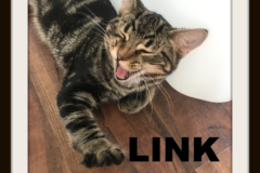104-Link (adopted in 2020)
