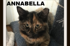 105-Annabella (adopted in 2020)