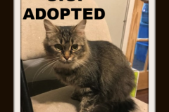 106-Gigi (adopted in 2020)