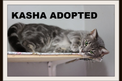 107-Kasha (adopted in 2020)