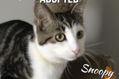 11-Snoopy (adopted in 2020)