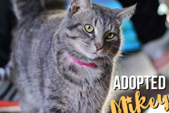 12-Mikey (adopted in 2020)