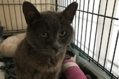 123-Smokey (adopted in 2020)