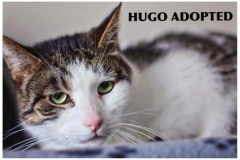128-Hugo (adopted in 2020)