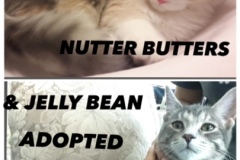 137-138-Nutter-Butters-and-Jelly-Bean (adopted in 2020)