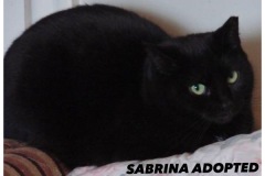 139-Sabrina (adopted in 2020)