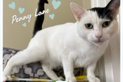14-Penny-Lane-Adopted-in-2022