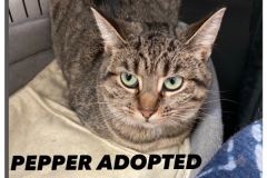 144-Pepper (adopted in 2020)