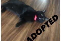 151-Teddy (adopted in 2020)