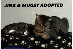 152-153-Jinx-and-Mugsy (adopted in 2020)