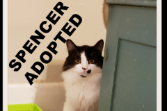 155-Spencer (adopted in 2020)
