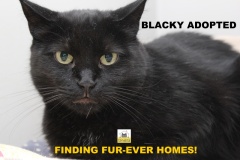 18-Blackie-Adopted-in-2021