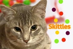01-Skittles-aka-Cricket-Adopted-in-2023