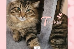 04-Tucker-Adopted-in-2023