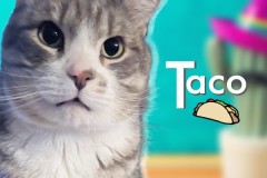 06-Taco-Adopted-in-2023