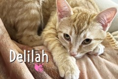 08-Delilah-Adopted-in-2023