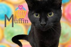 12-Muffin-Adopted-in-2023