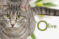 13-Olive-Adopted-in-2023