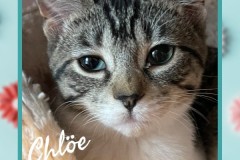 20-Chloe-Adopted-in-2023