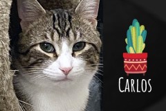 26-Carlos-Adopted-in-2023