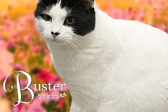27-Buster-Adopted-in-2023