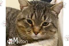 30-Milton-Adopted-in-2023