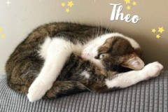 32-Theo-Adopted-in-2023