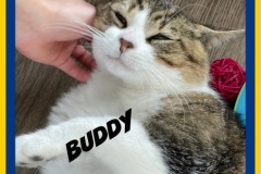 33-Buddy-Adopted-in-2023