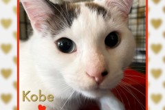 36-Kobe-Adopted-in-2023