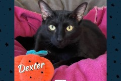37-Dexter-Adopted-in-2023