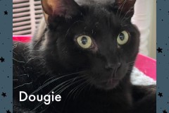 38-Dougie-Adopted-in-2023