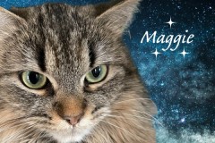 39-Maggie-Adopted-in-2023