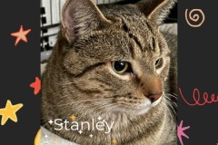 44-Stanley-Adopted-in-2023