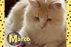 50-51-Marco-Adopted-in-2023