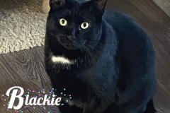 58-Blackie-Adopted-in-2023