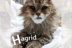 71-Hagrid-AD-Adopted-in-2023
