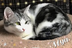 75-Mya-Adopted-in-2023