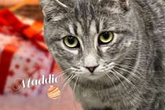 76-Maddie-Adopted-in-2023