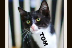 2-3-Tom-and-Jerry (adopted in 2020)