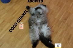 2-Coco-Chanel-Adopted-in-2021