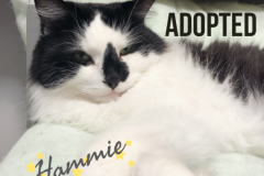 20-Hammie (adopted in 2020)
