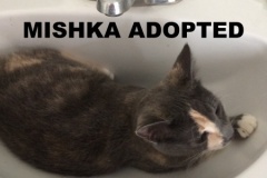 20-Mishka-Adopted-in-2021