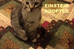 21-Einstein-Adopted-in-2021