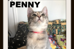 21-Penny (adopted in 2020)