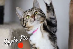 23-24-Apple-Pie-and-Cutie-Pie (adopted in 2020)
