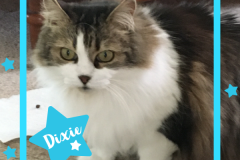 24-Dixie-Adopted-in-2022