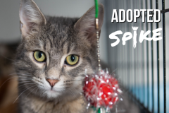 26-Spike (adopted in 2020)